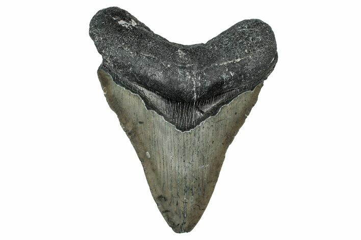 Fossil Megalodon Tooth - North Carolina #344066
